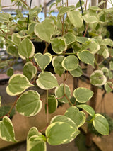 Peperômia Scandens C 21