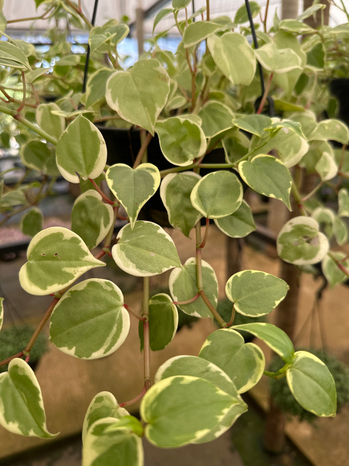 Peperômia Scandens C 21