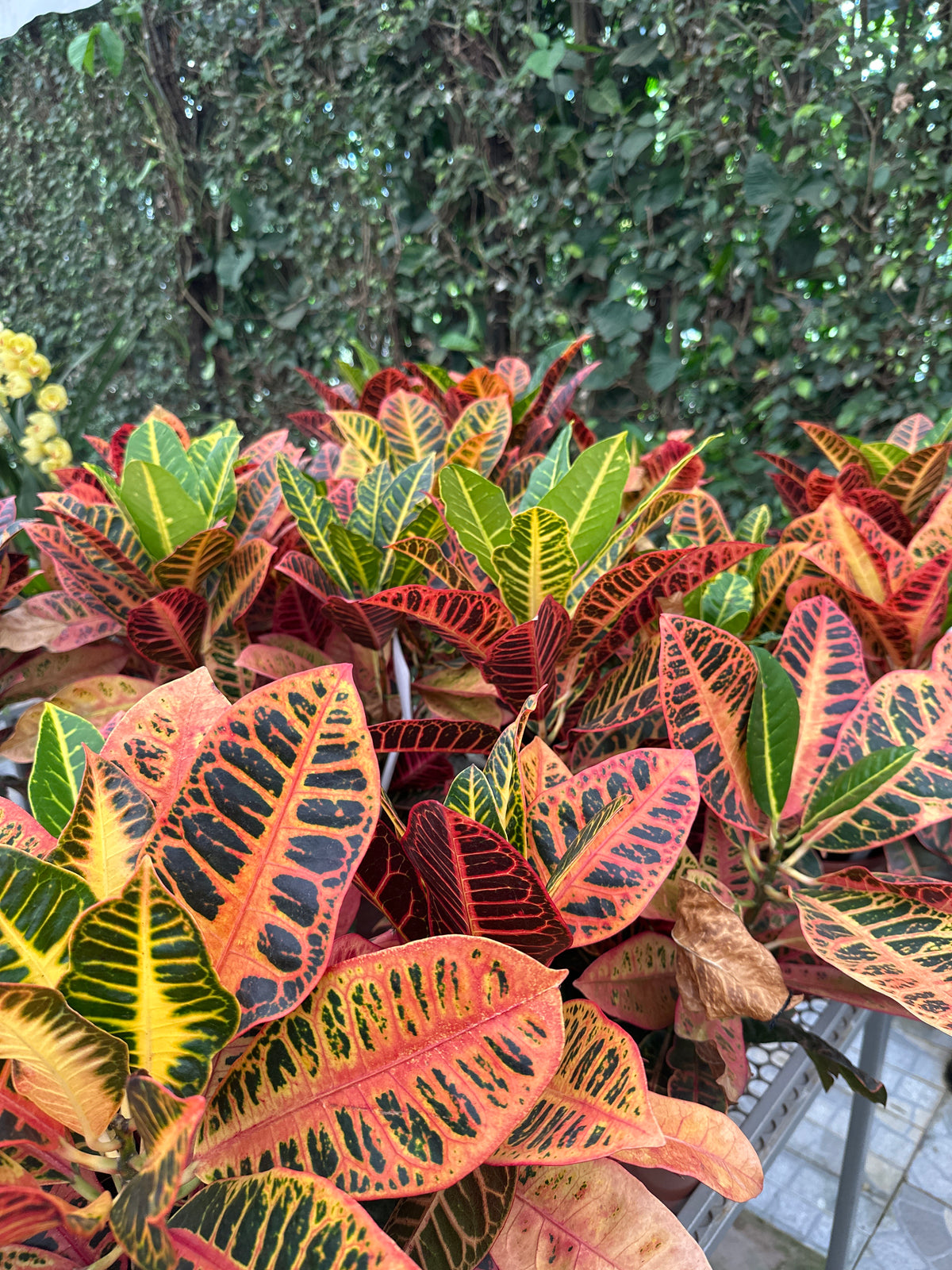 Croton PT 24 M