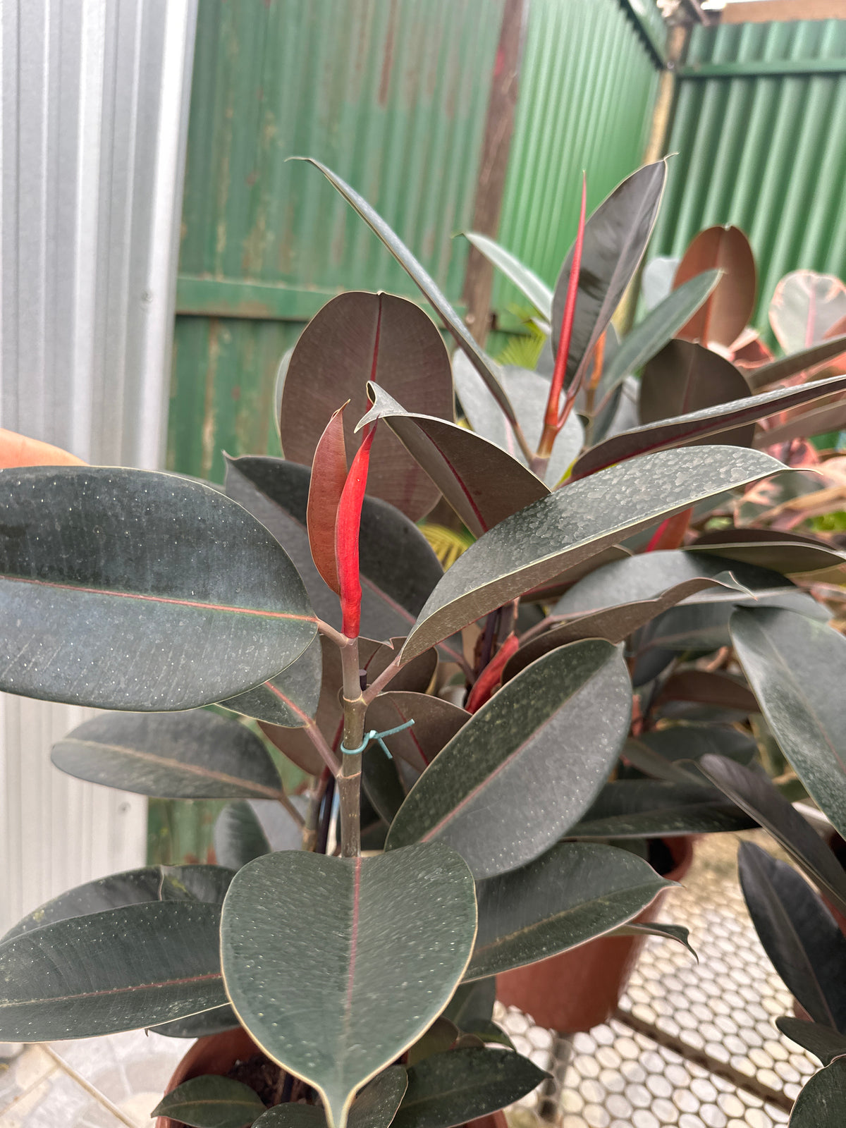 Ficus elastico burgundy PT 24