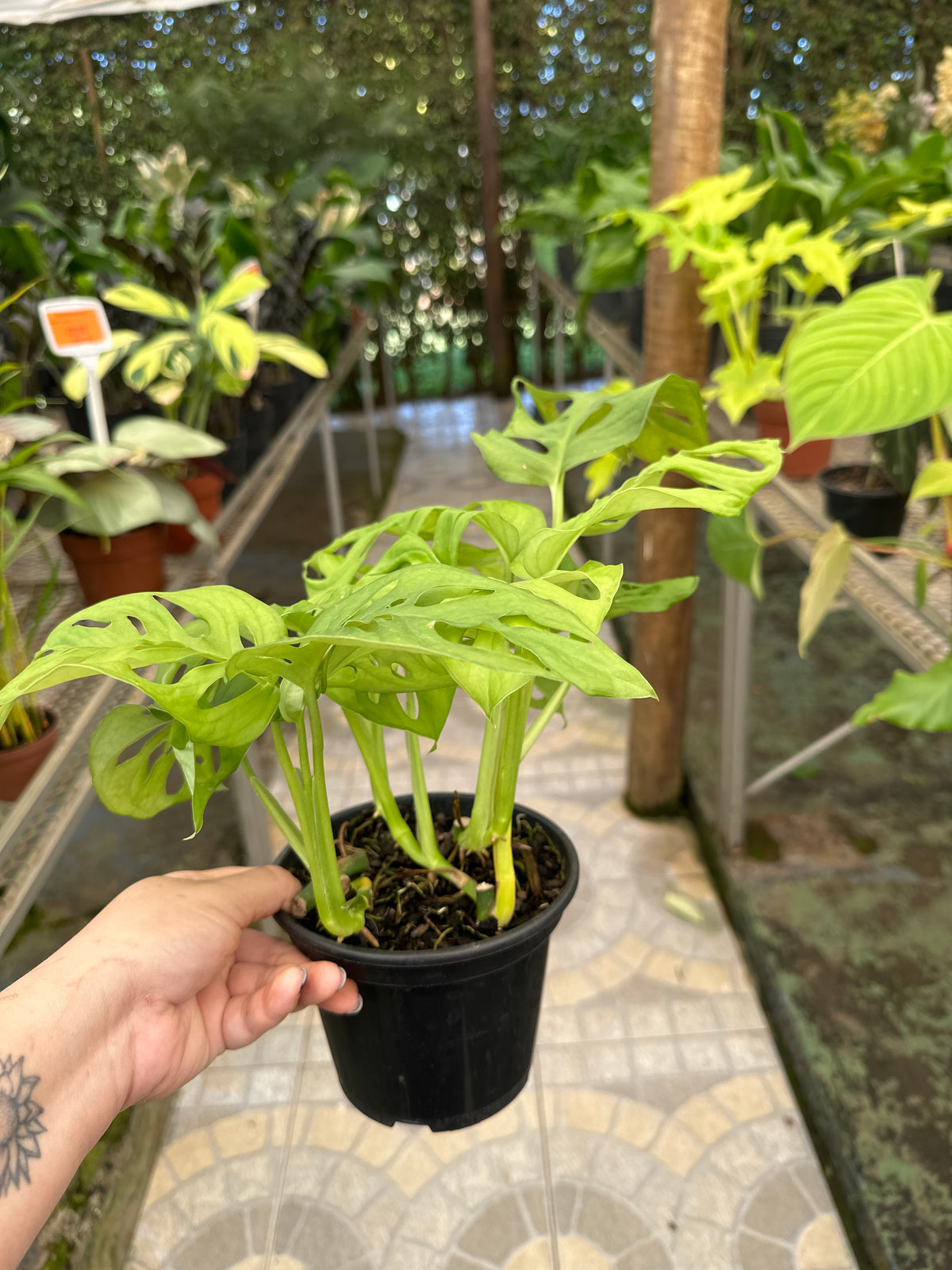 Monstera Obliqua PT 15