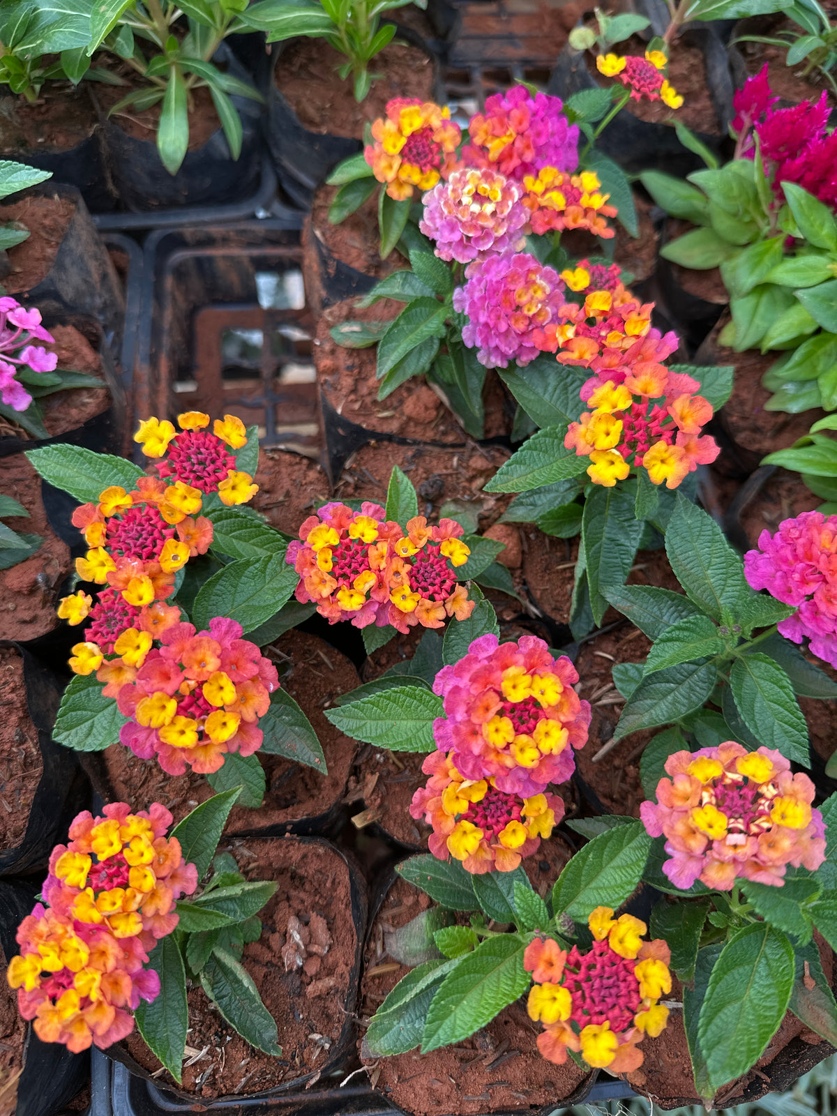 Lantana variada (saquinho)
