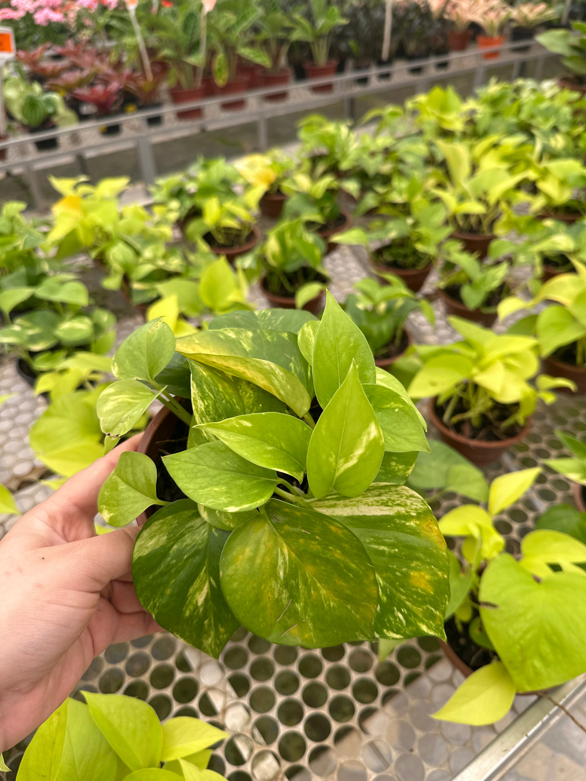 Jiboia variada PT 11/C 13