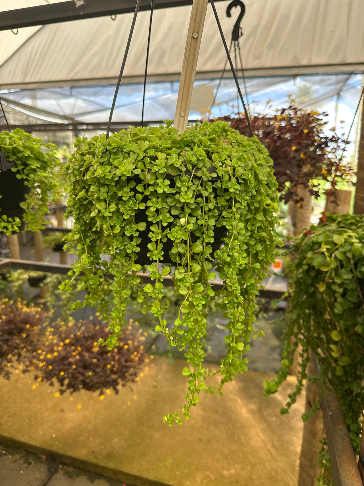 Barba de Moisés verde/variegata C 21