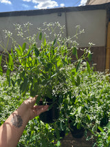 Euphorbia PT 15