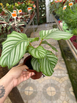 Maranta Variada PT 14