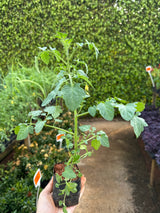 Tomate Cereja (saquinho)
