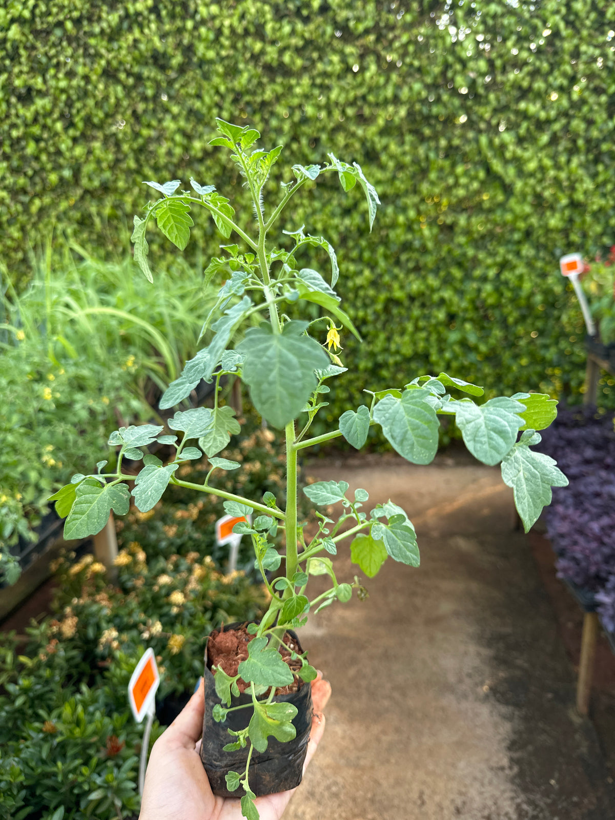 Tomate Cereja (saquinho)