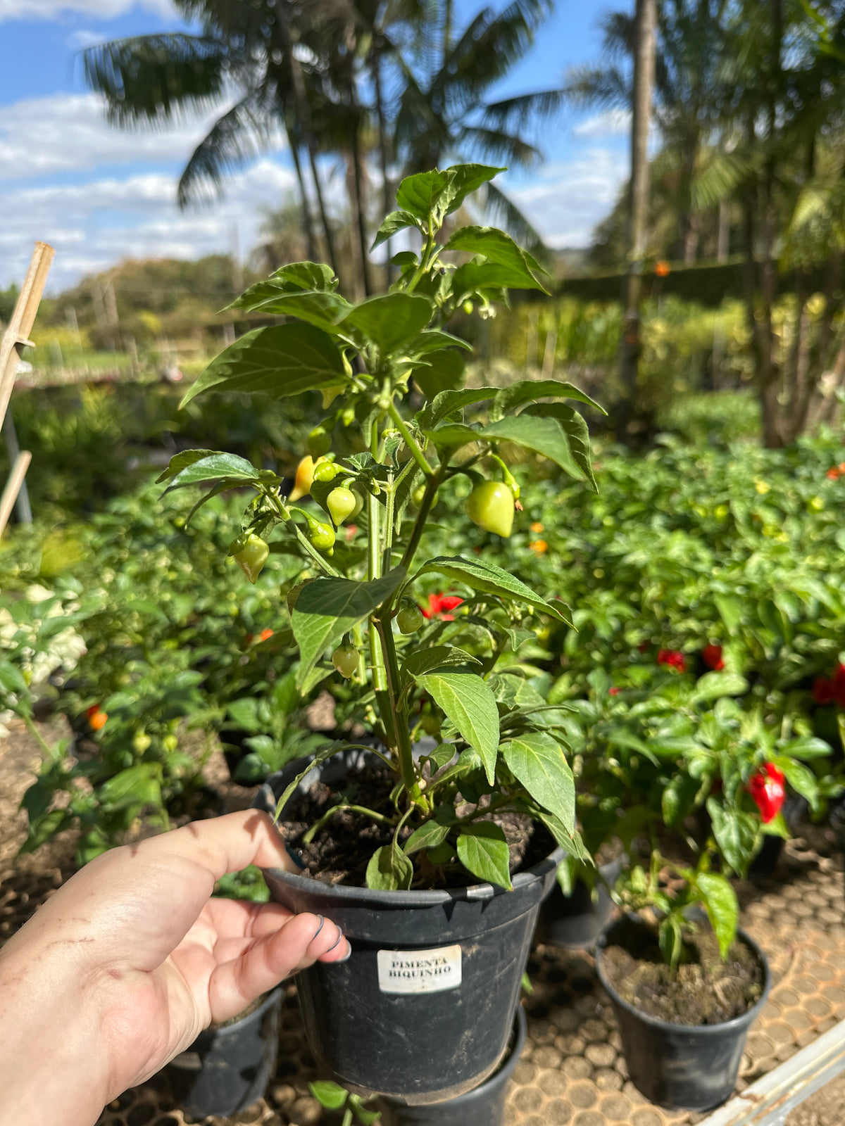 Pimenta PT 15