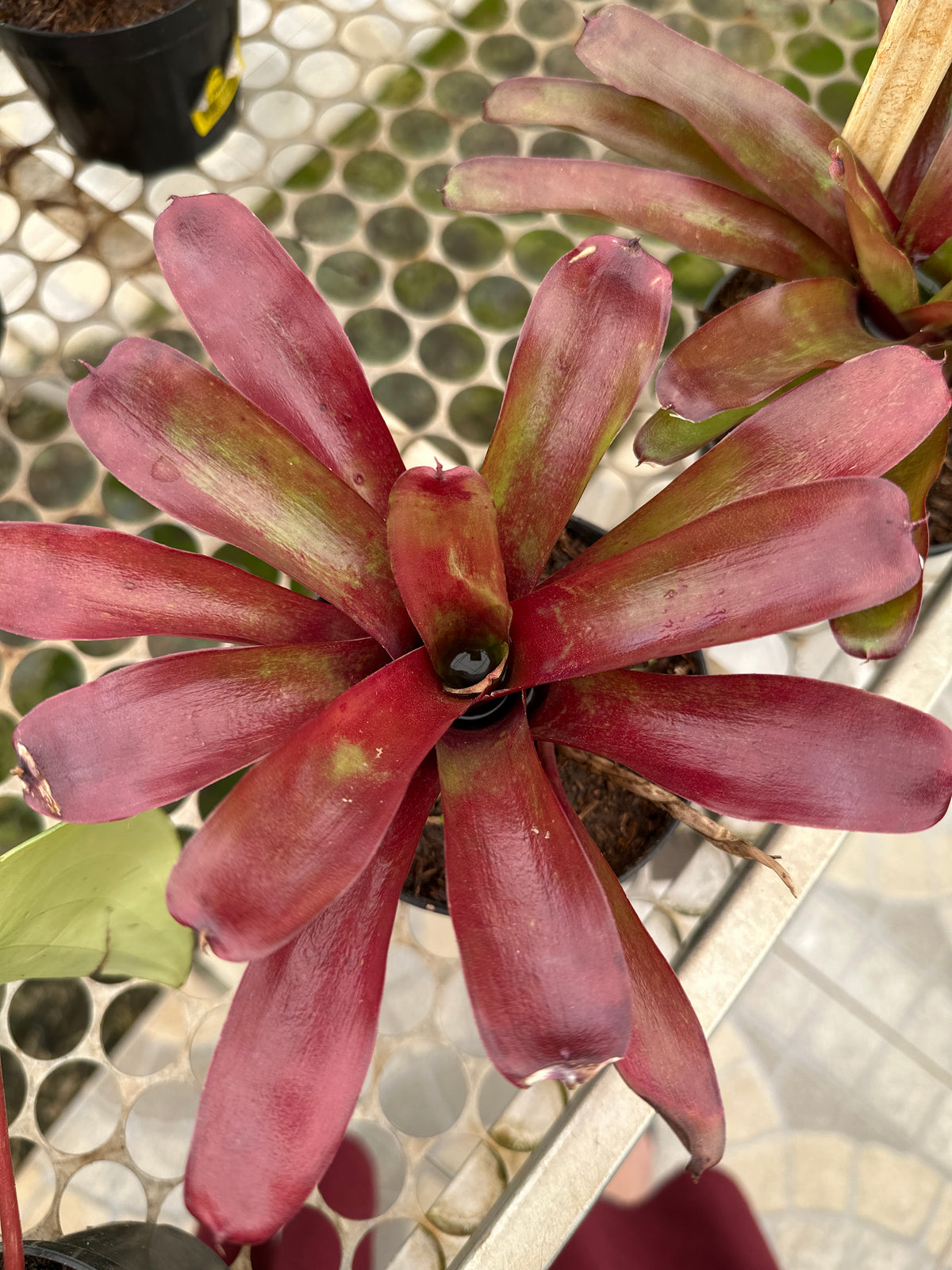 Bromélia fireball PT 11