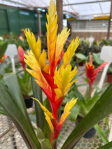 Bromélia vrisea PT 13