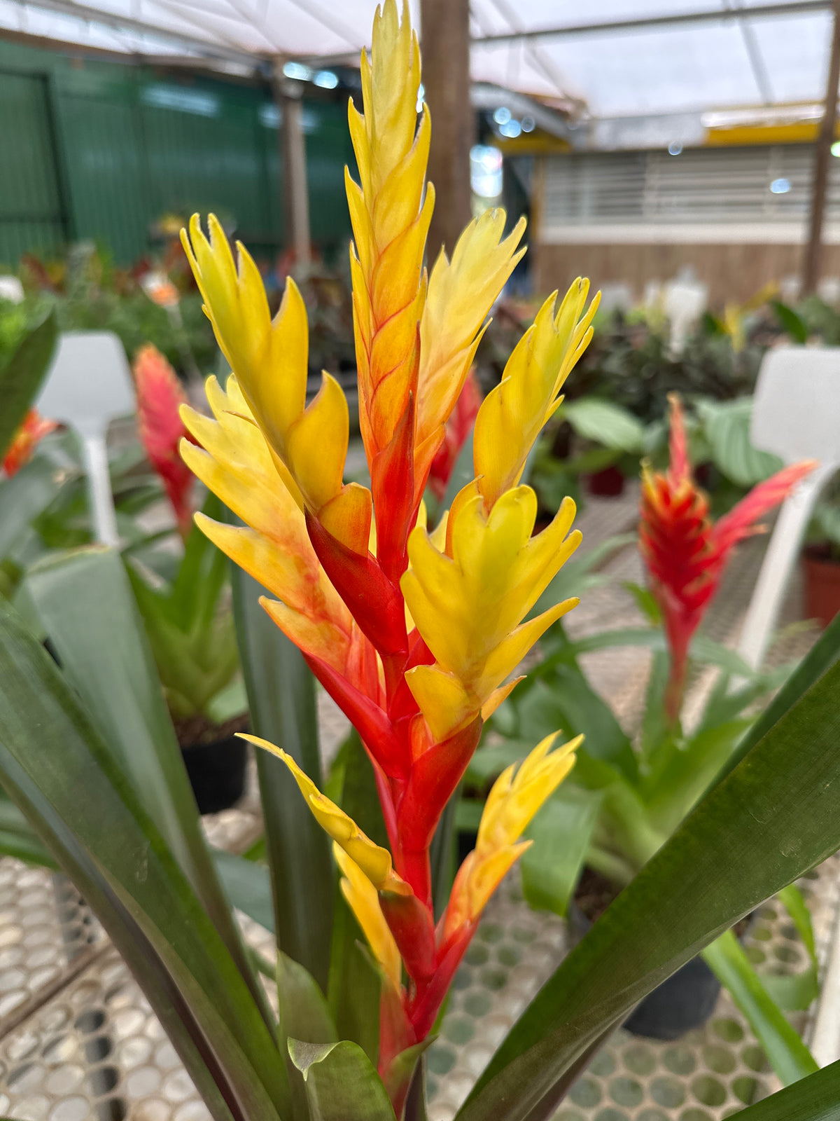 Bromélia vrisea PT 13