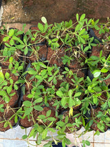 Grama amendoim (saquinho)