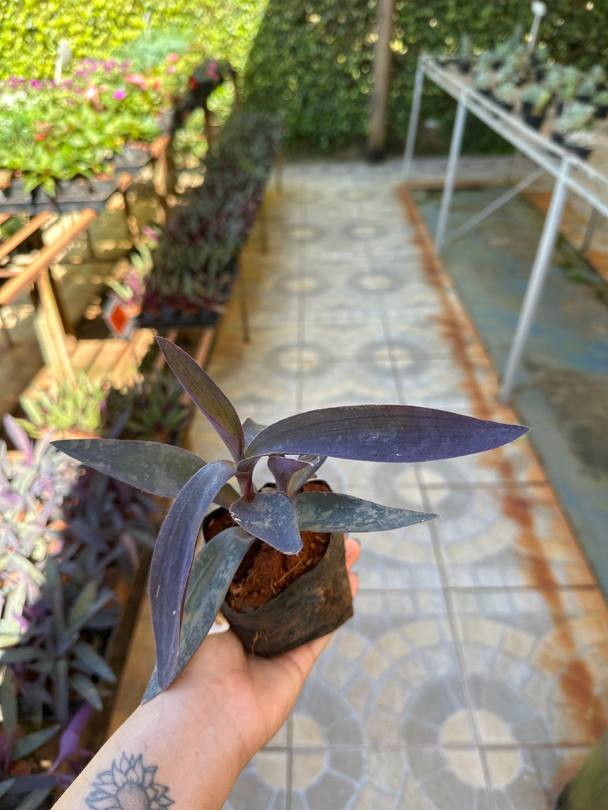 Trapoeraba Roxa (saquinho)