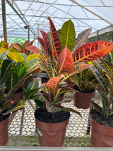 Croton PT 17