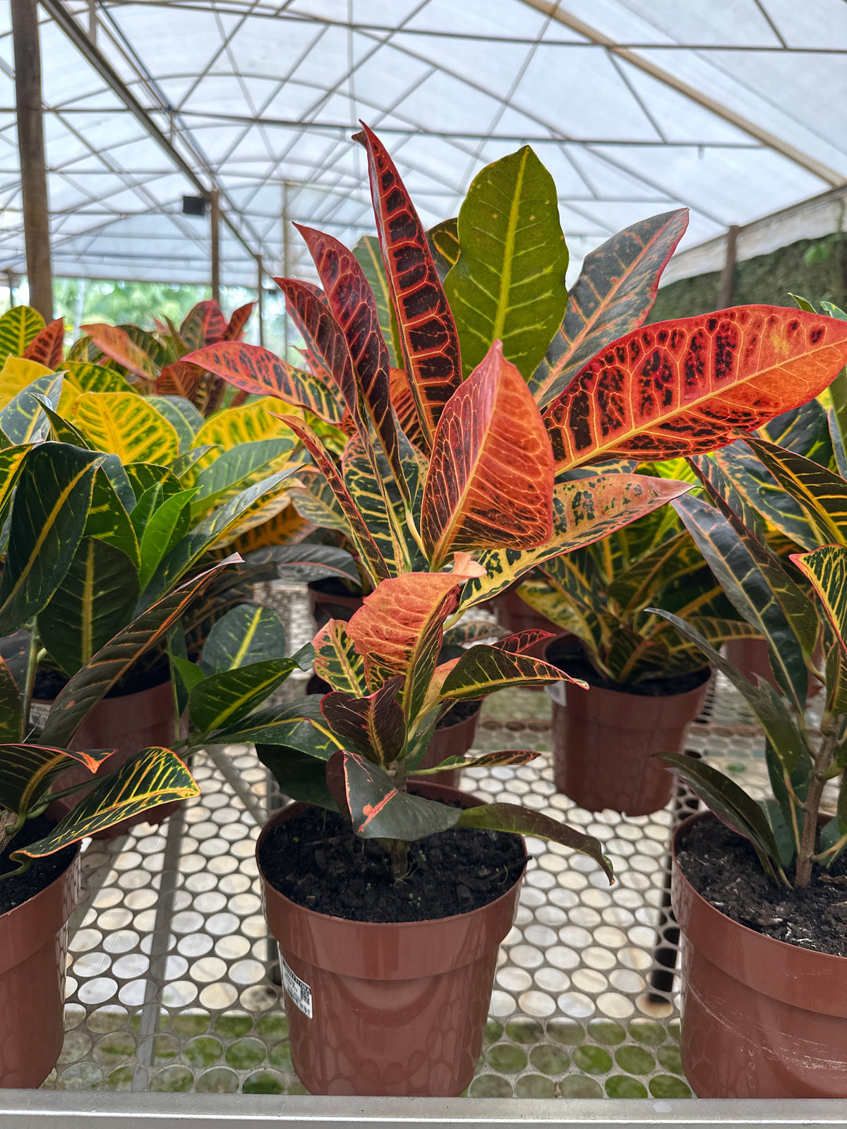 Croton PT 17
