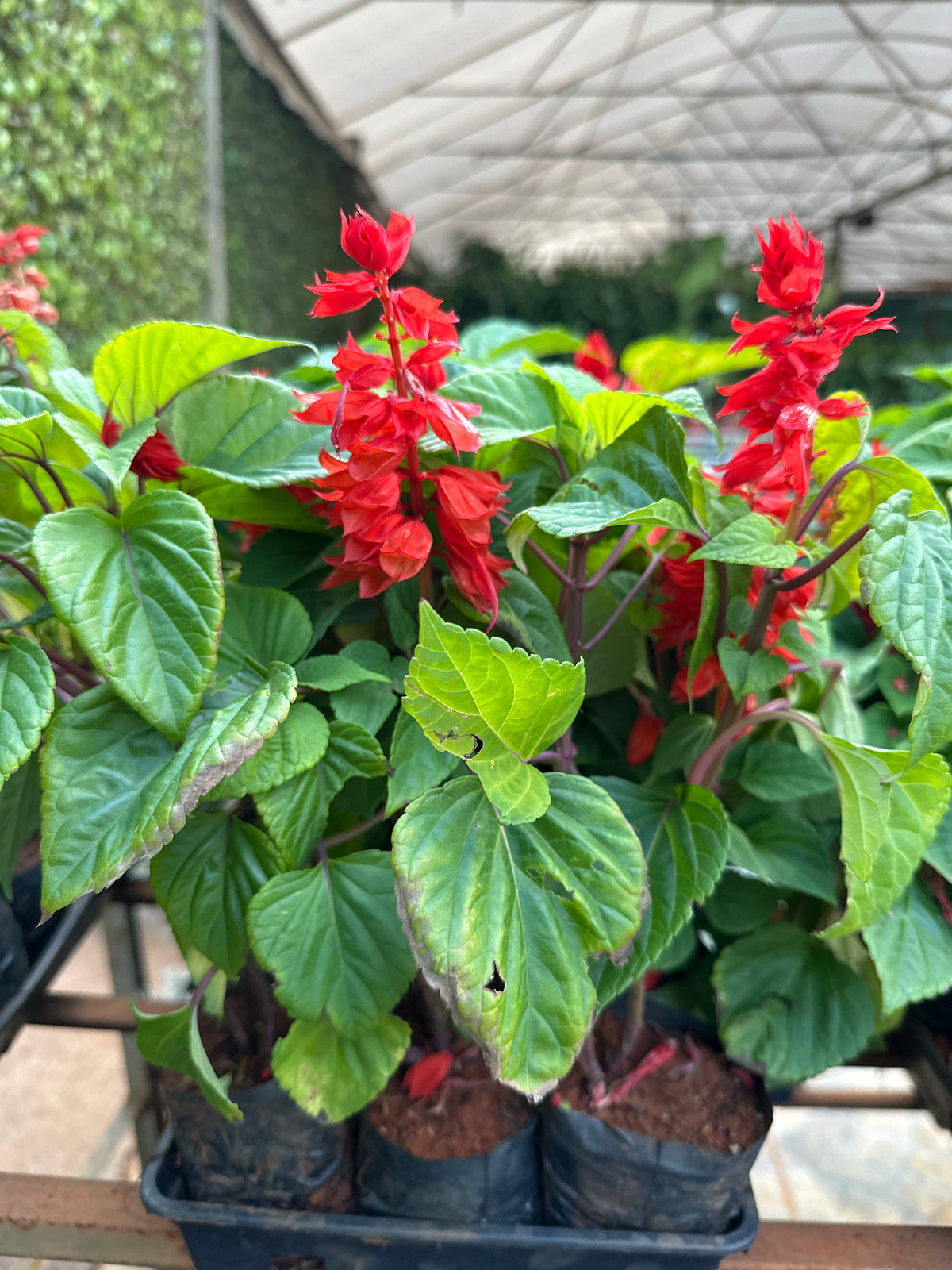 Sálvia Ornamental (saquinho)