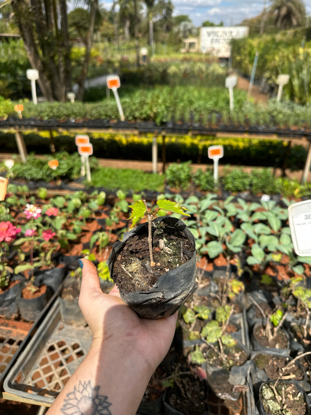 Falsa vinha (saquinho)