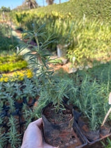 Alecrim folha fina/grossa (saquinho)