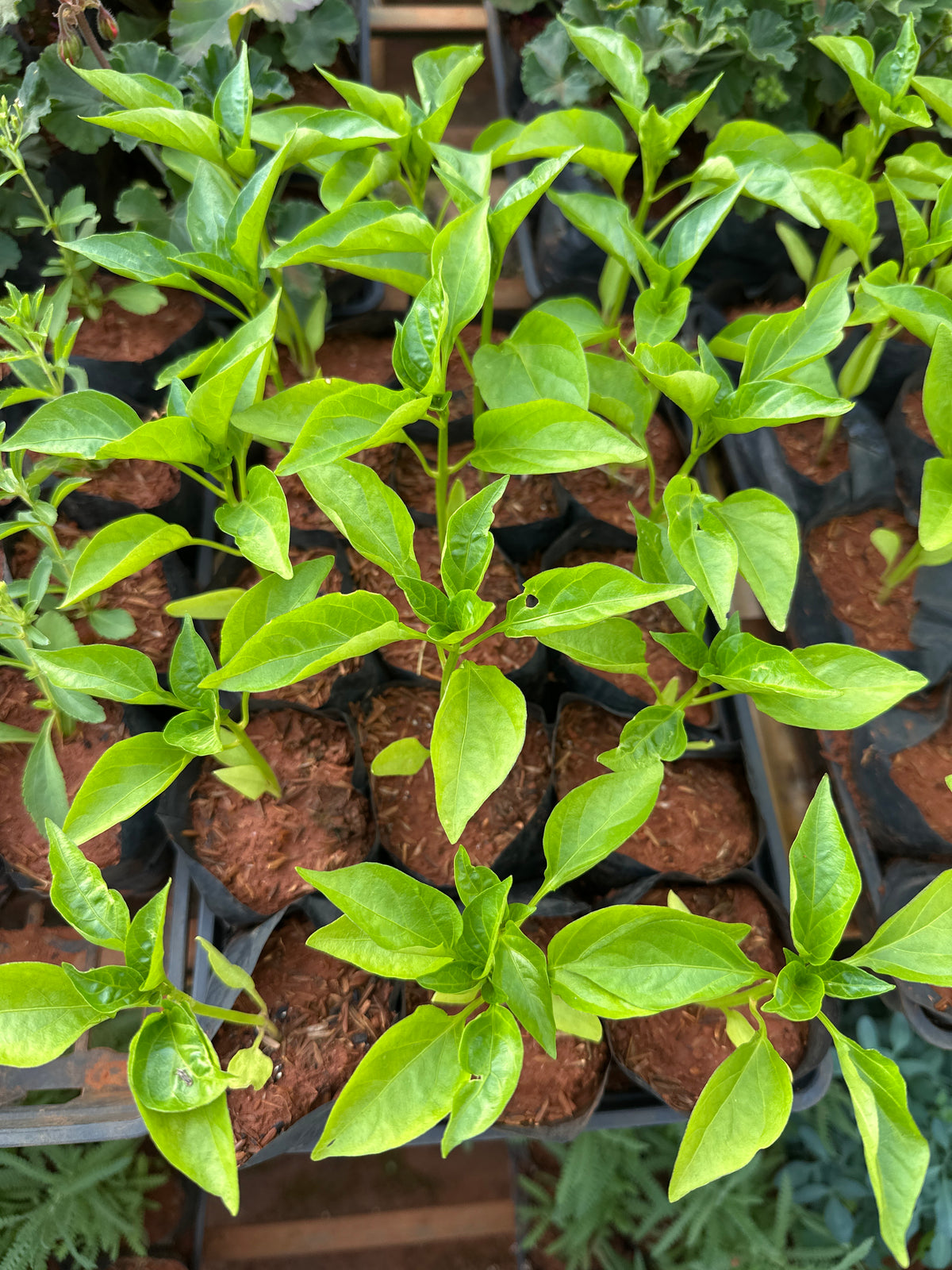 Pimentão (saquinho)