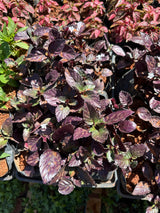 Hemigraphis (saquinho)