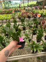 Flor de maio PT 11