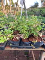 Salsa (saquinho)