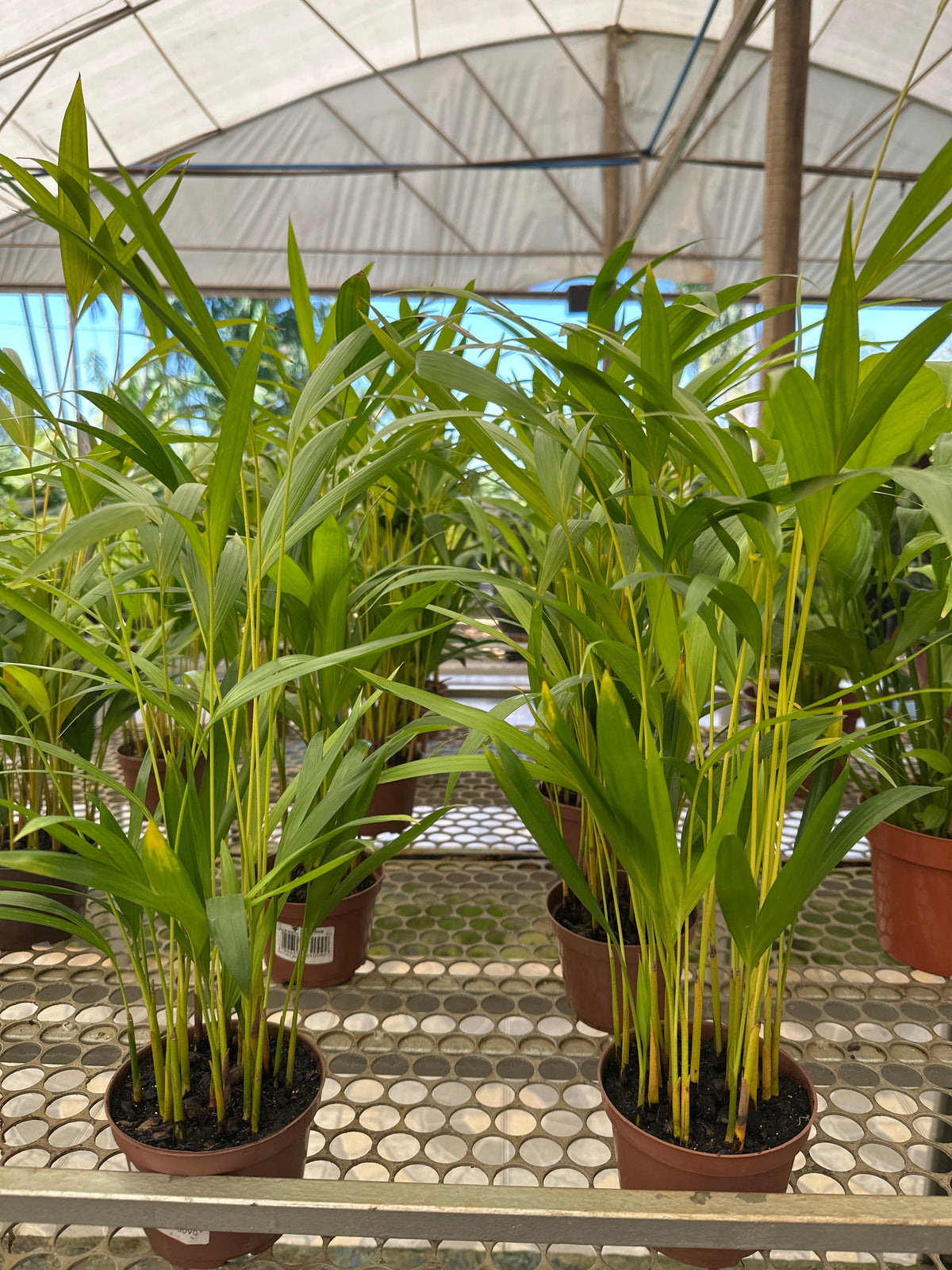 Palmeira Areca Bambu PT 11