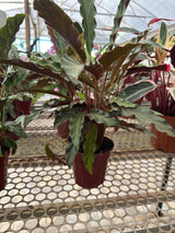 Maranta Variada PT 14