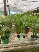 Palmeira Chamaedorea PT 11