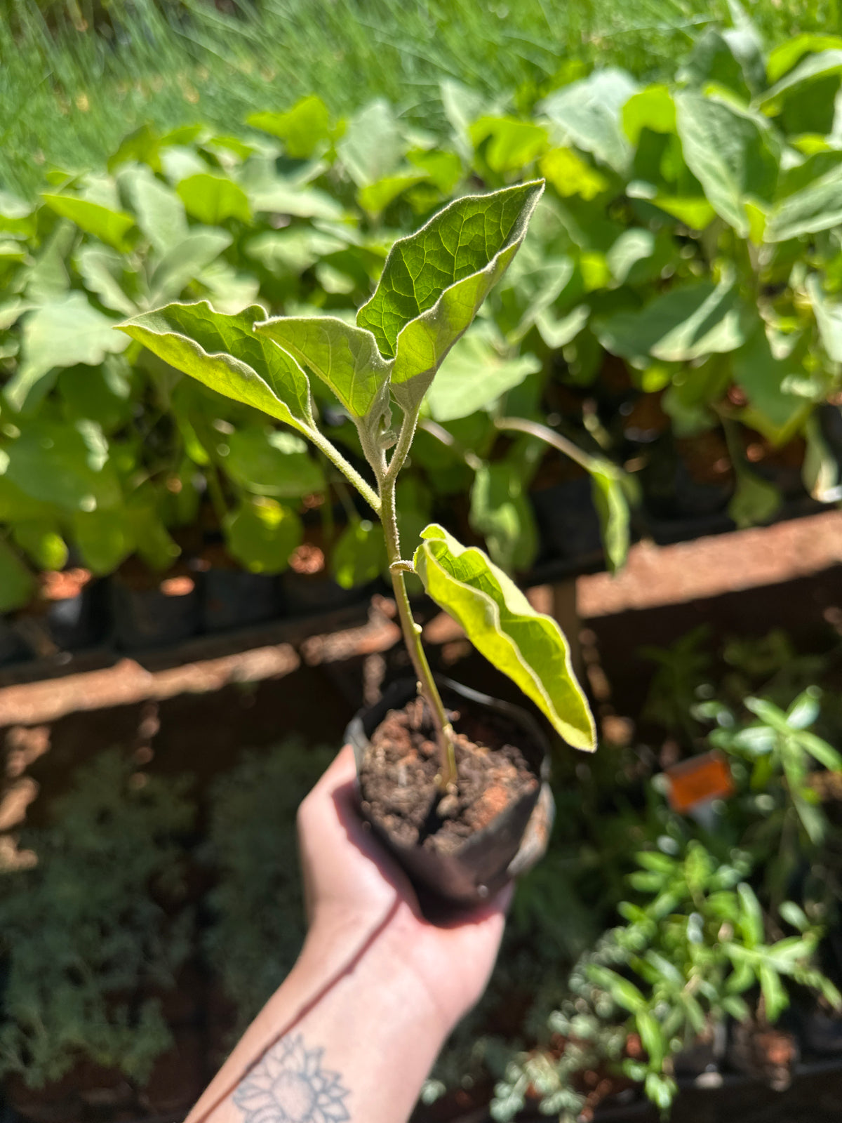 Beringela (saquinho)
