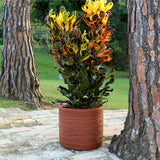 Vaso Delhi 55